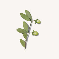 Payot Retinol Renewing Night Serum