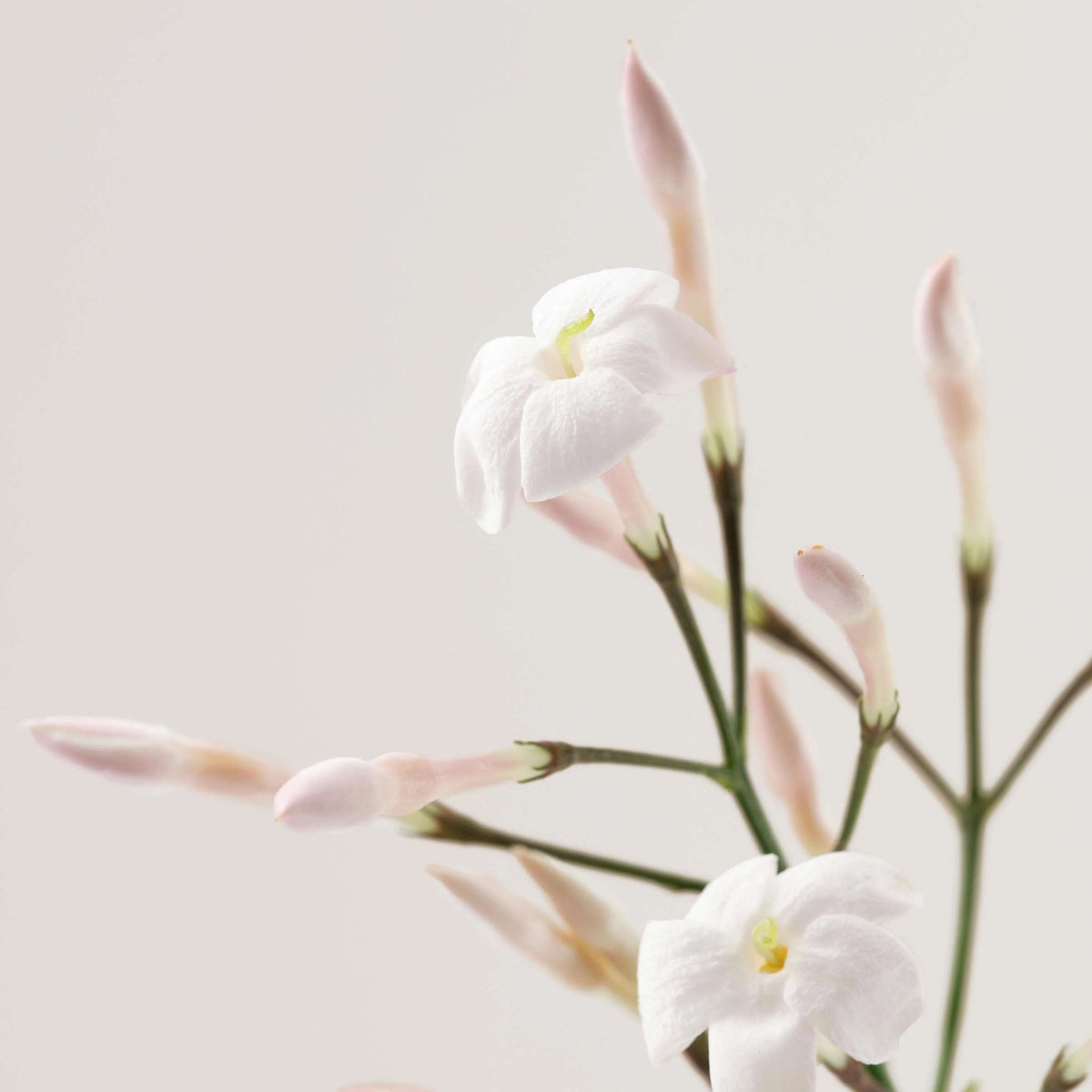 Payot Relaxing Shower Oil