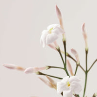 Payot Relaxing Shower Oil