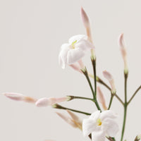 Payot Soothing Cashmere Cream
